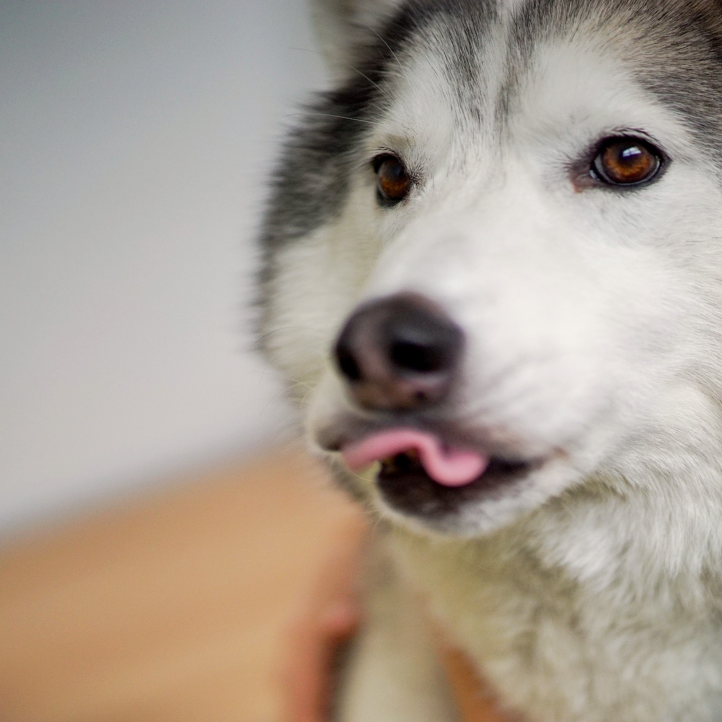 Siberian Husky displaying calming signals, licking his lips, showing discomfort. Why Some Dogs Don’t Like To Be Touched.