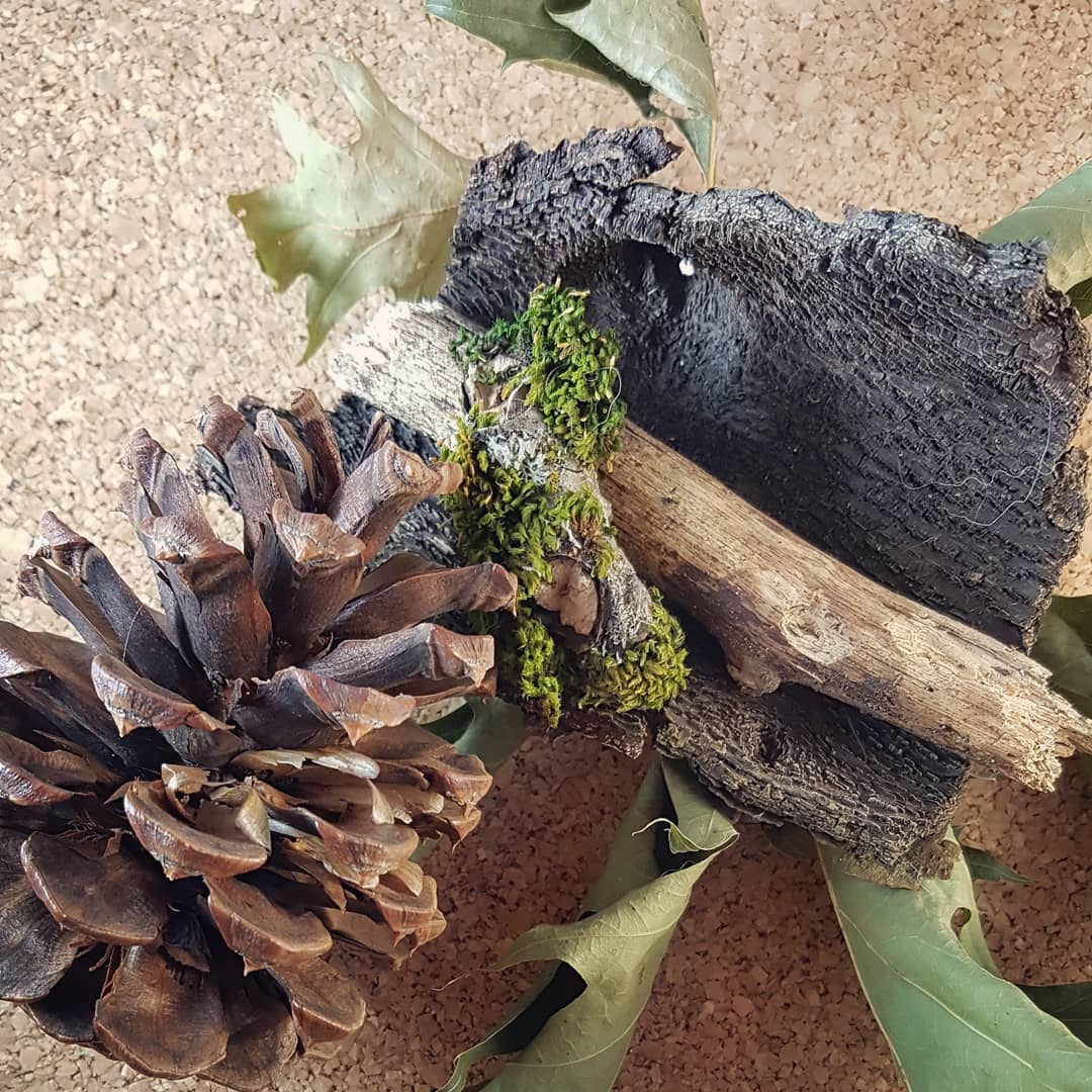 Shells, rocks and driftwoodsticks, leaves, bark, moss and pinecones for making a scent box for canine enrichment.