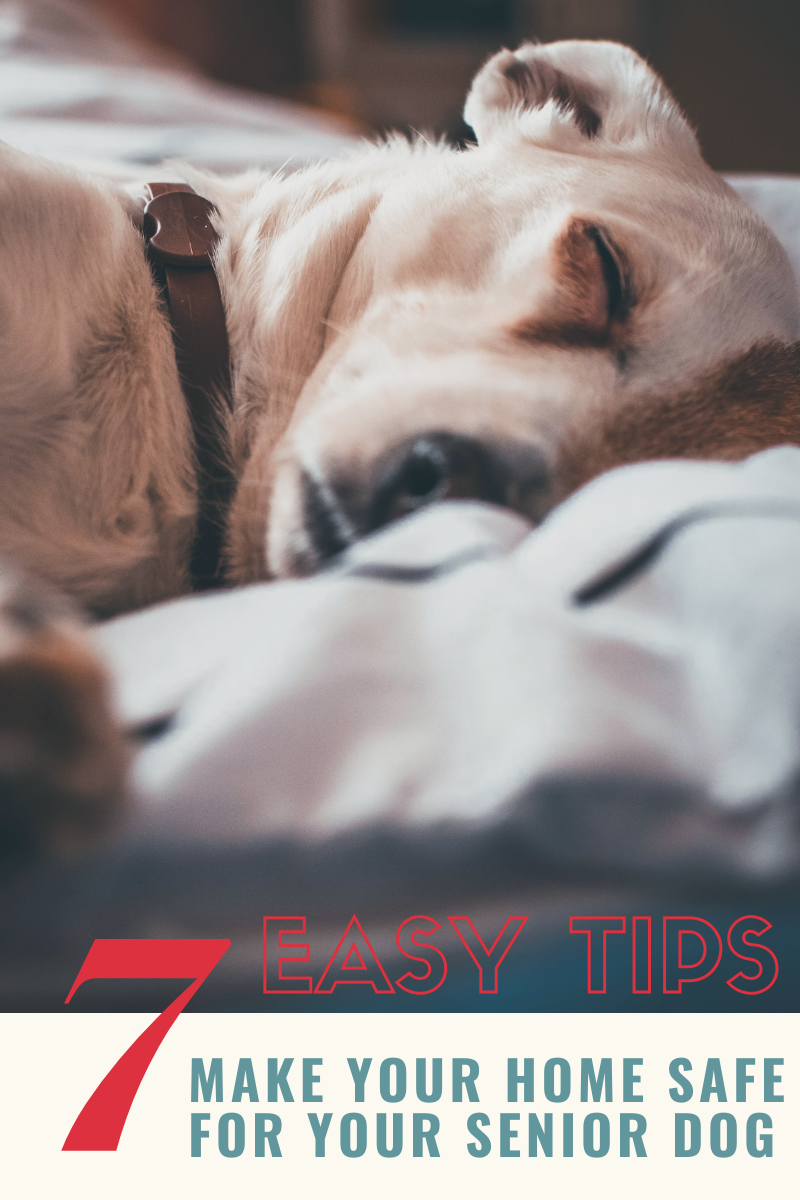 7 easy tips to make your home safe for your senior dog