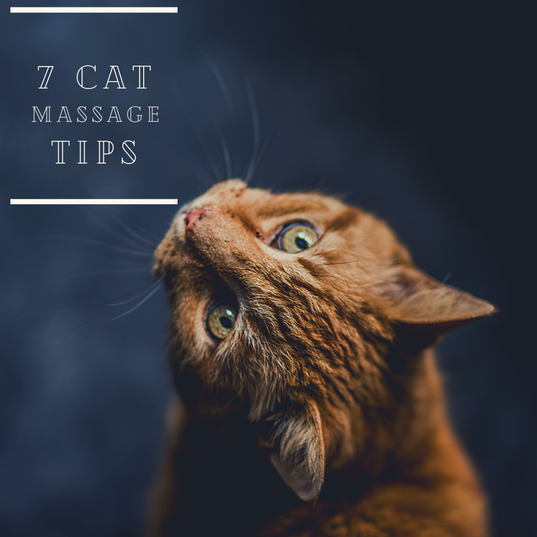 7 Cat Massage Tips