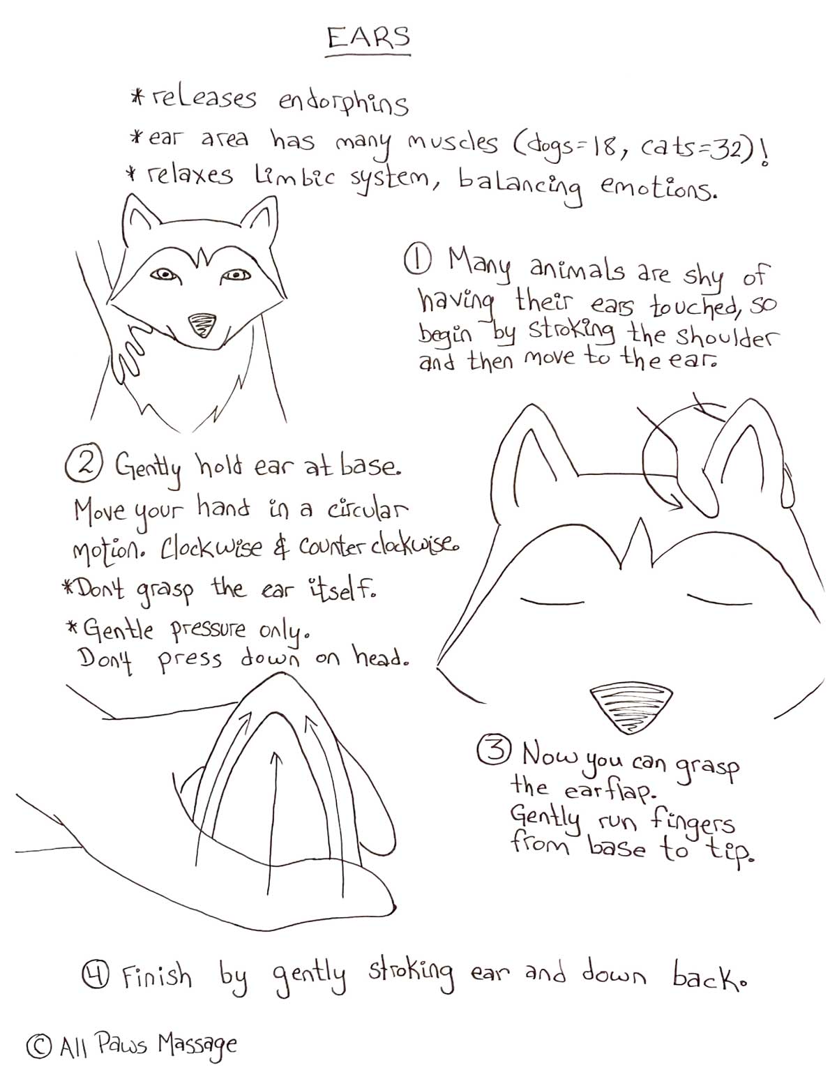 Dog Massage: 7 Steps to a Perfect Ear Massage