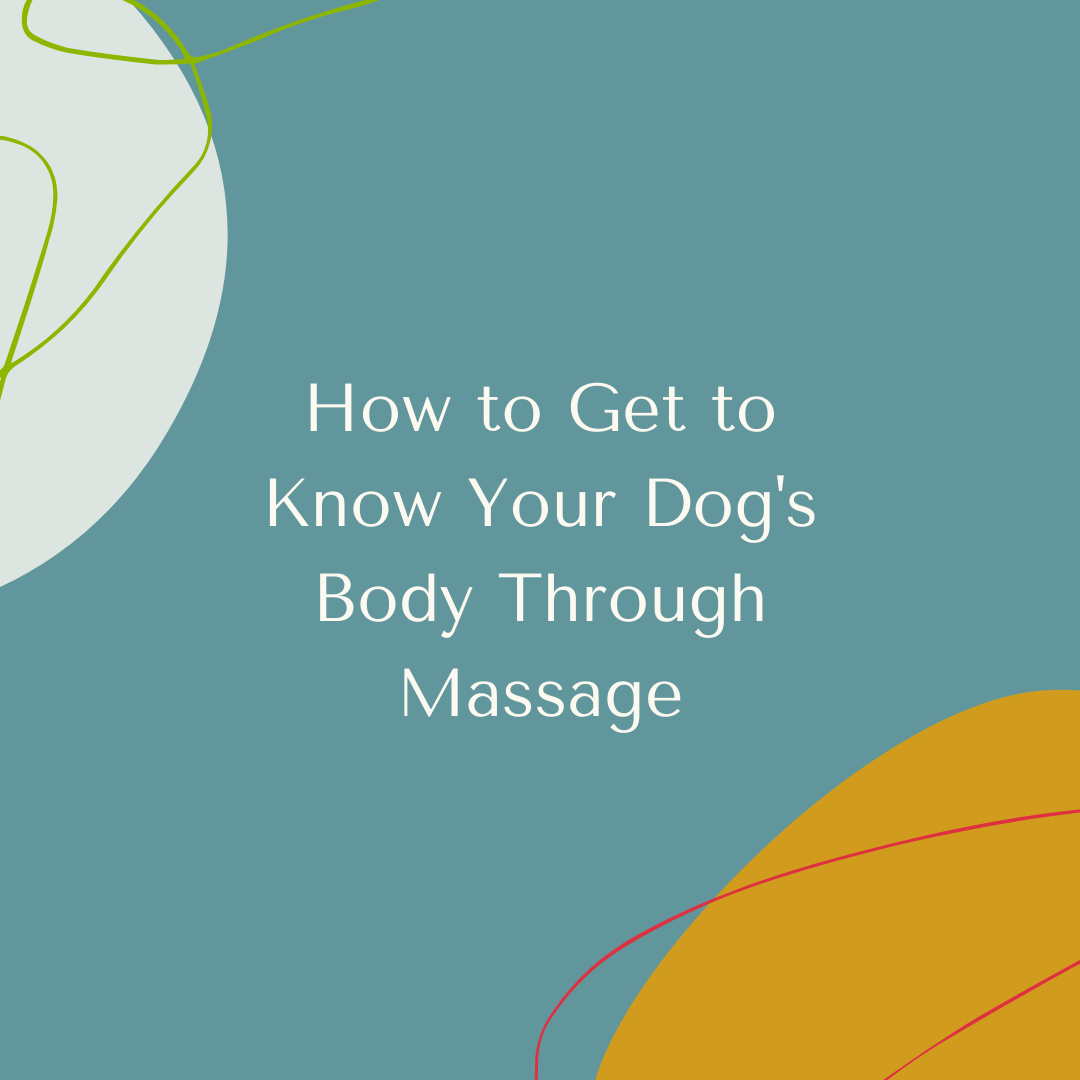 How to Get to Know Your Dog's Body Through Massage