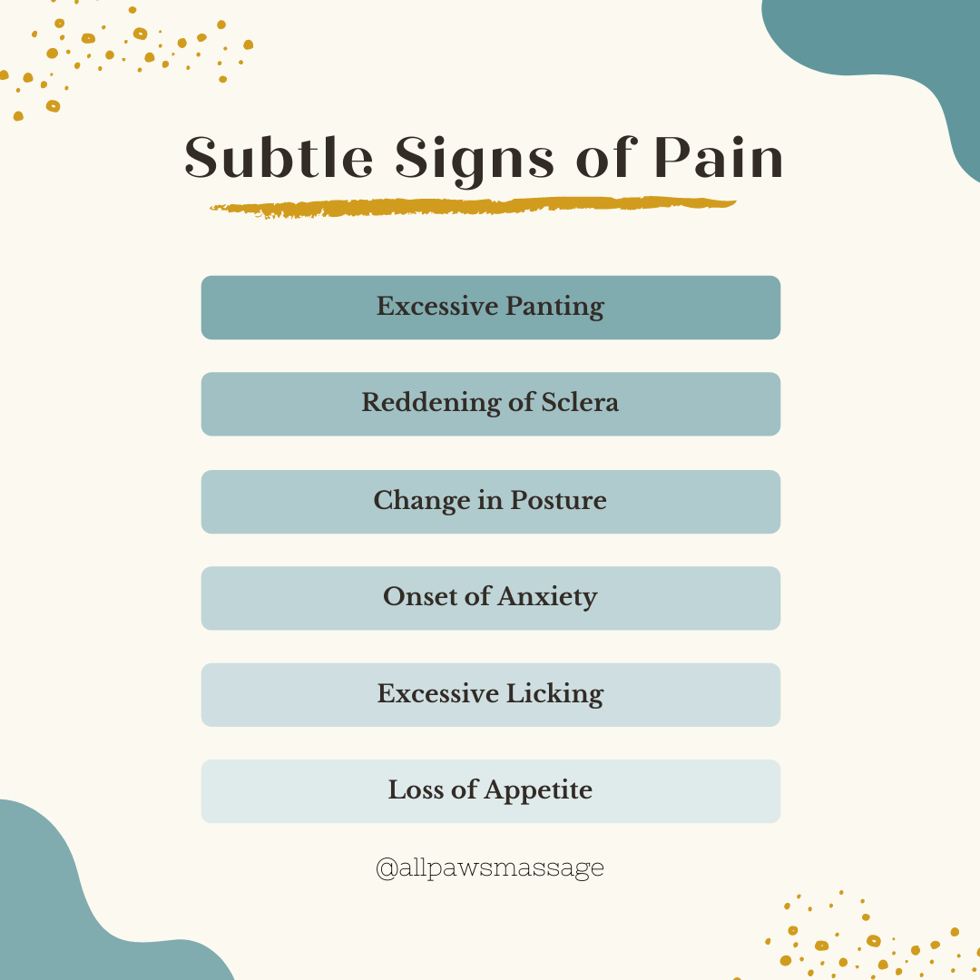 Subtle Signs of Pain in Dogs